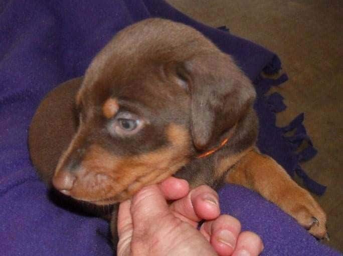 5 week old red and rust male doberman pup