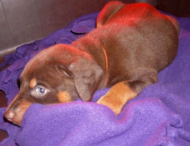 5 week old red and rust male doberman pup