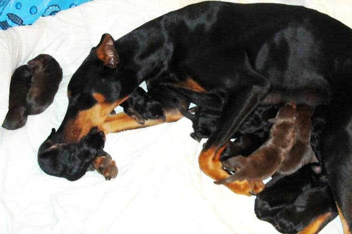 doberman puppies blacks and reds
