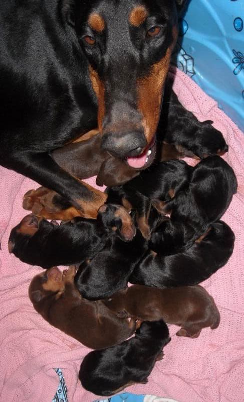 doberman puppies blacks and reds
