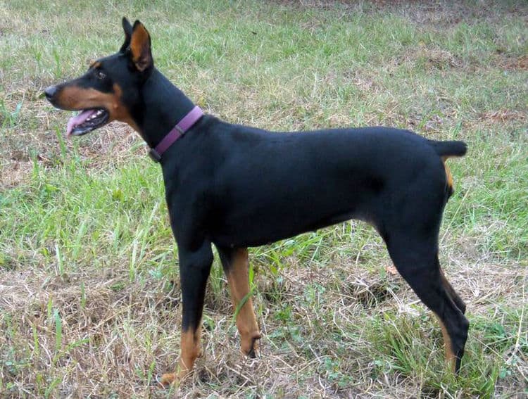 Aires - black rust female breeding doberman; owned by the Watsons