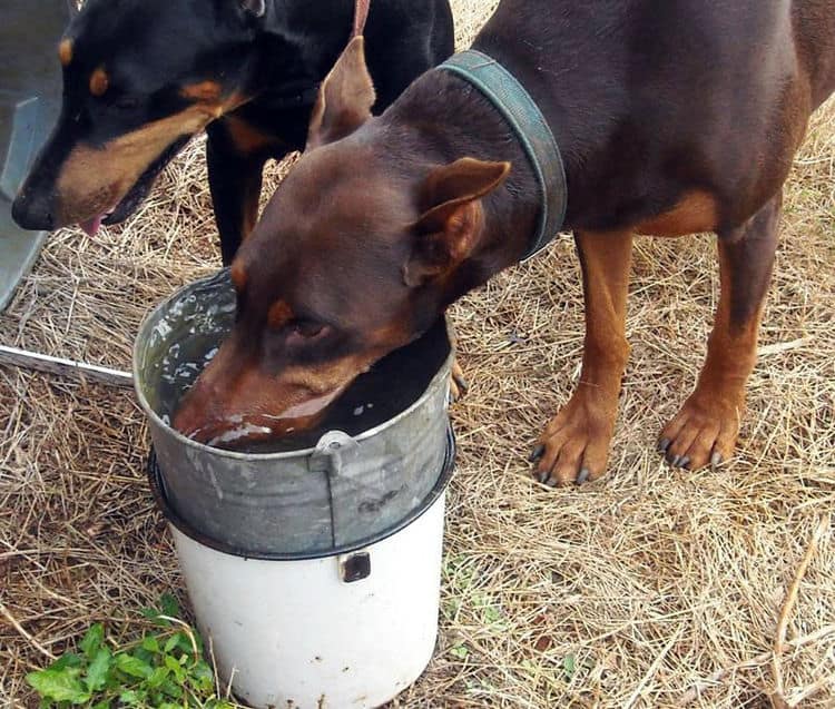 Aires and Pyro - dobermans owned by the Watsons