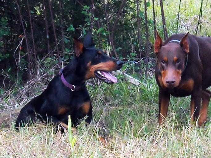 Aires and Pyro - dobermans owned by the Watsons