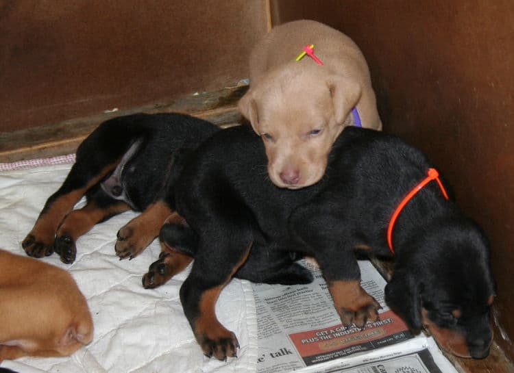 3 week old Doberman Puppies