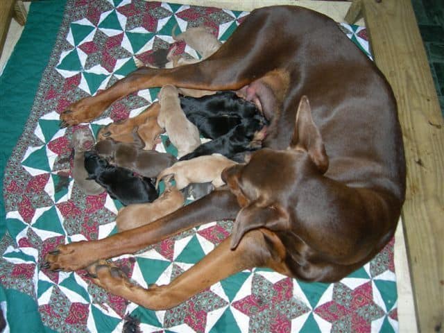 1 week old Doberman Puppies