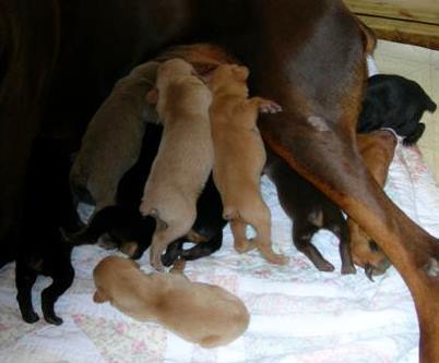 2 week old Doberman Puppies