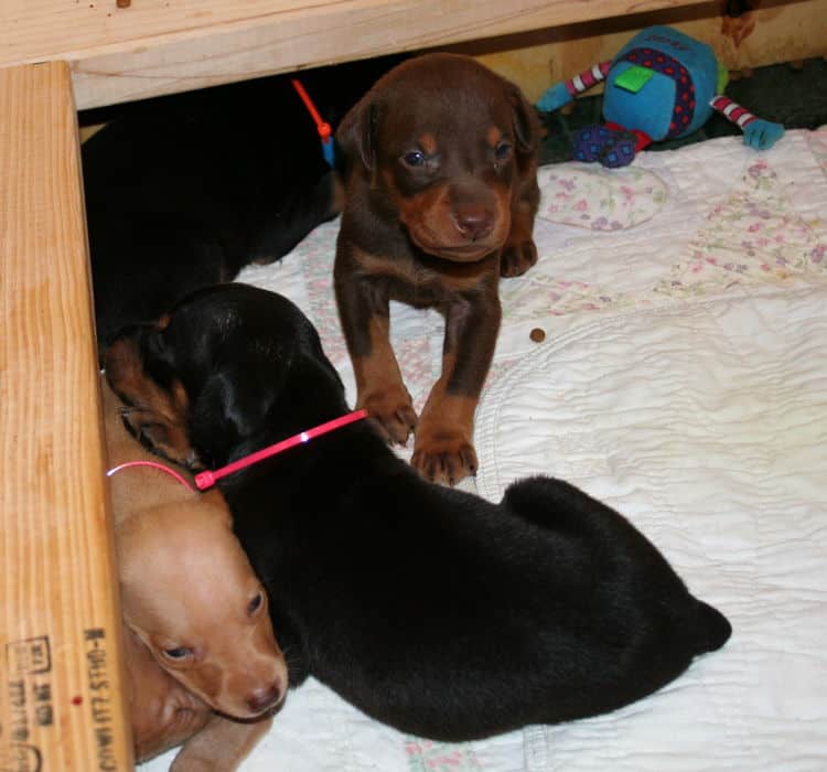 3 week old Doberman Puppies