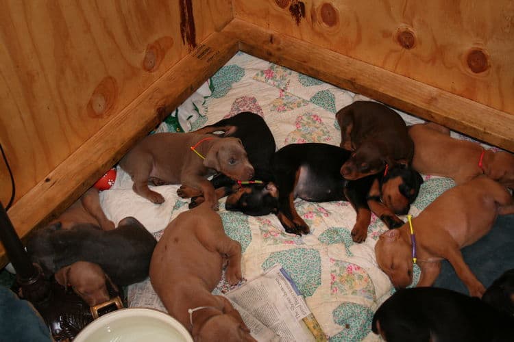 doberman puppies