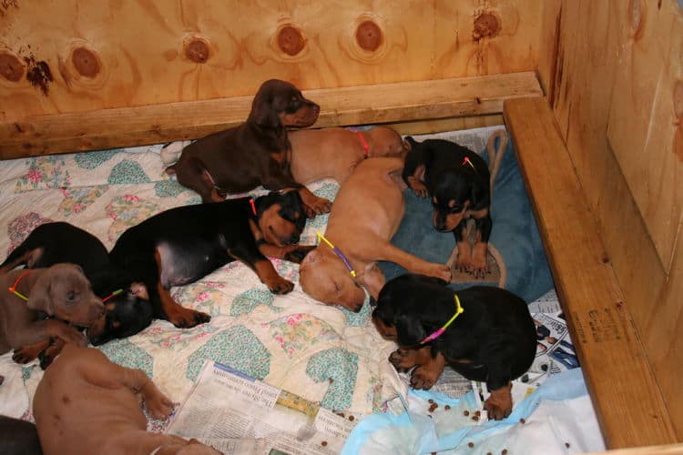 Doberman puppies