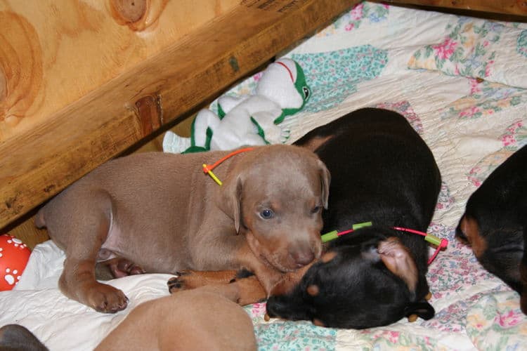 Doberman puppies