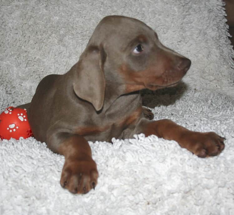 Fawn/rust Male Puppy