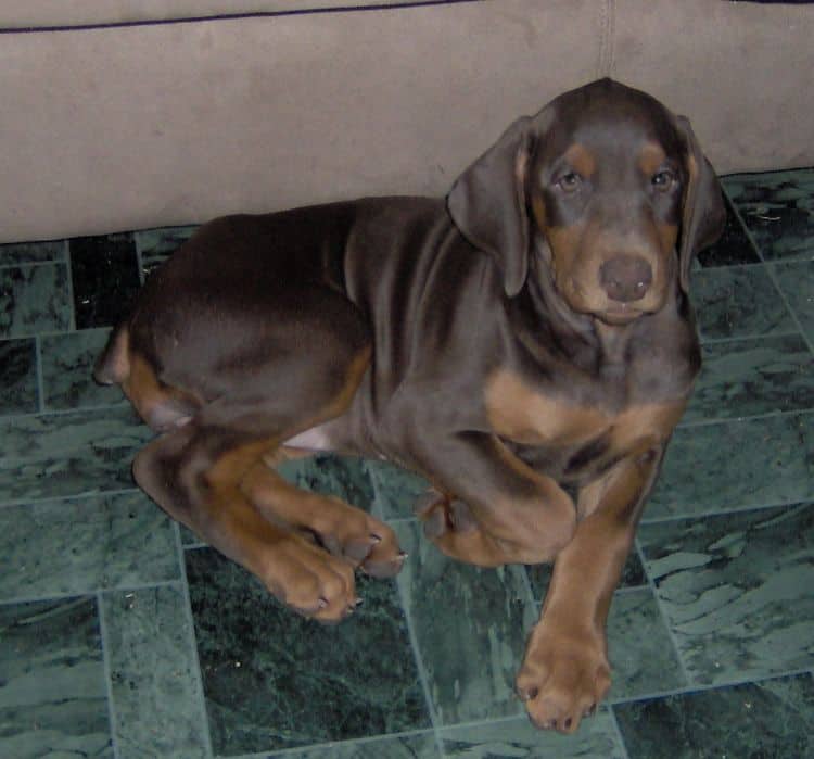 doberman parents red and rust female black and rust male
