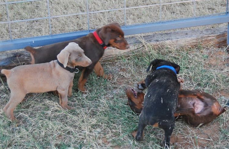 doberman litter with full rainbow of colors