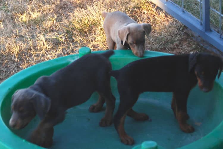 doberman litter with full rainbow of colors