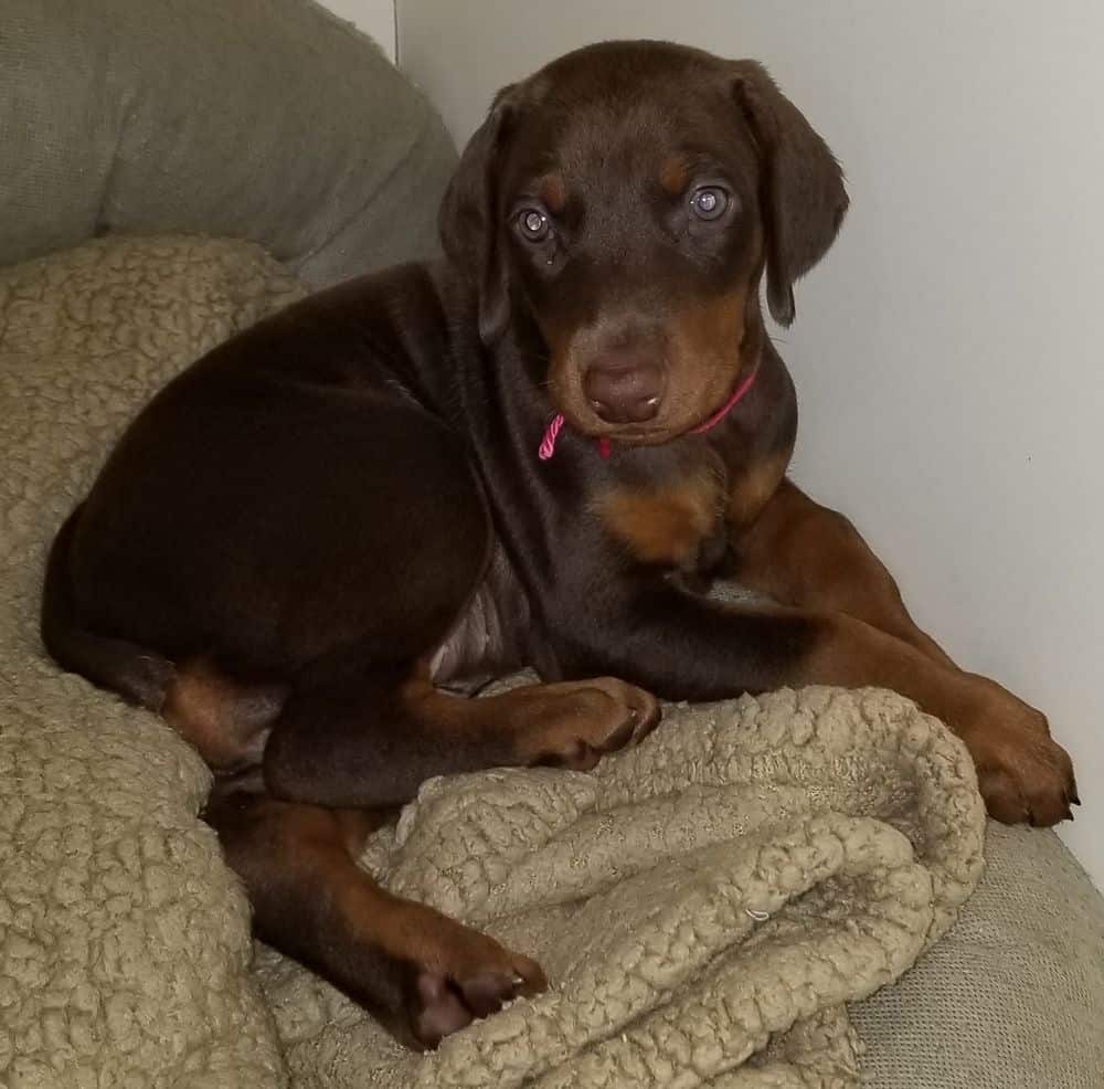 5-1/2 week old Doberman pinscher puppy