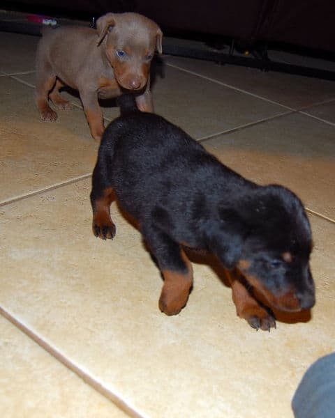 fawn and black doberman puppies