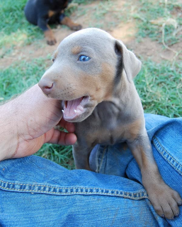 fawn and rust female doberman pup