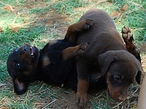doberman puppies playing