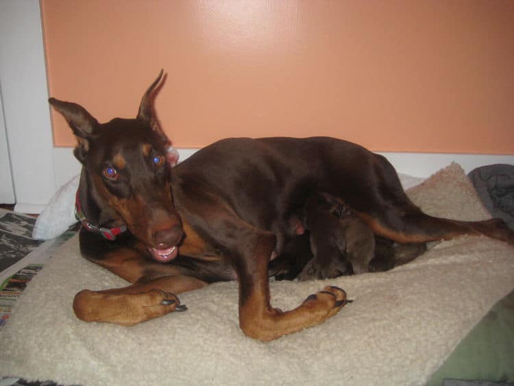 red and rust mother Doberman with puppies