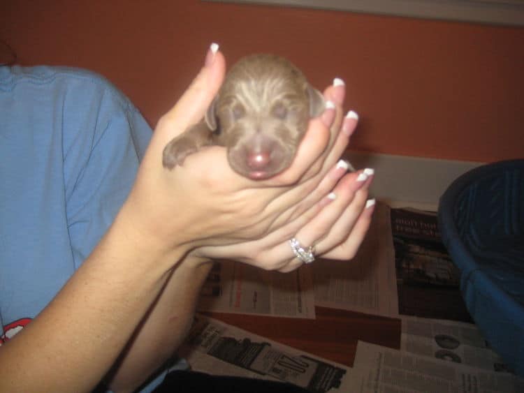 reds and fawns doberman puppies