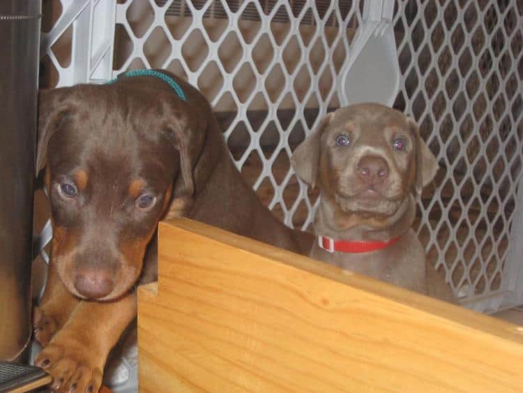 reds and fawns doberman puppies