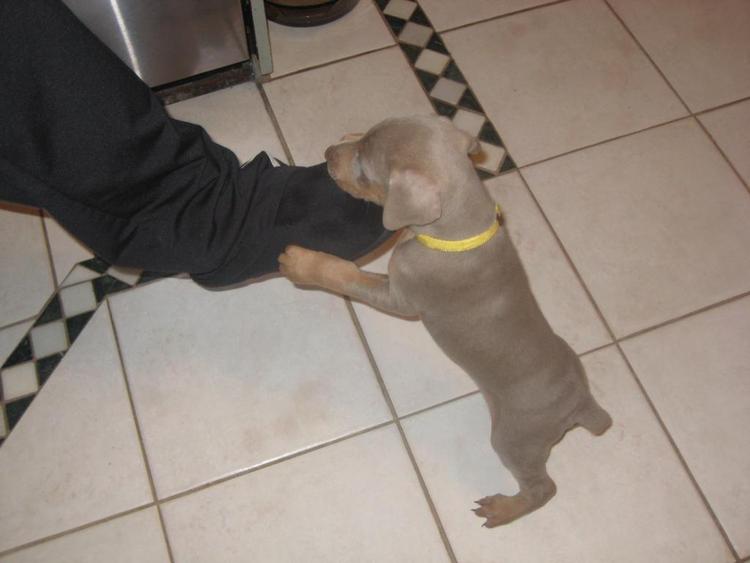 reds and fawns doberman puppies