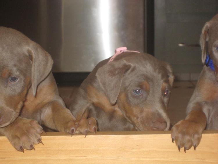 reds and fawns doberman puppies