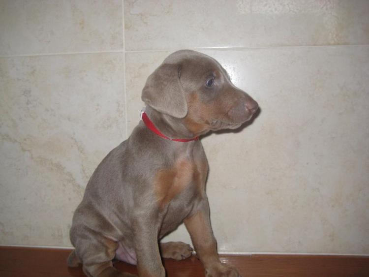 reds and fawns doberman puppies