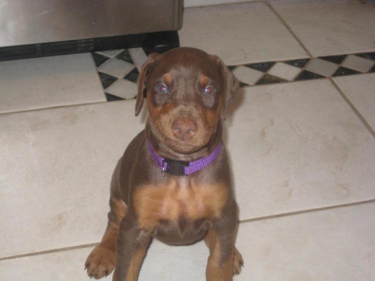 reds and fawns doberman puppies