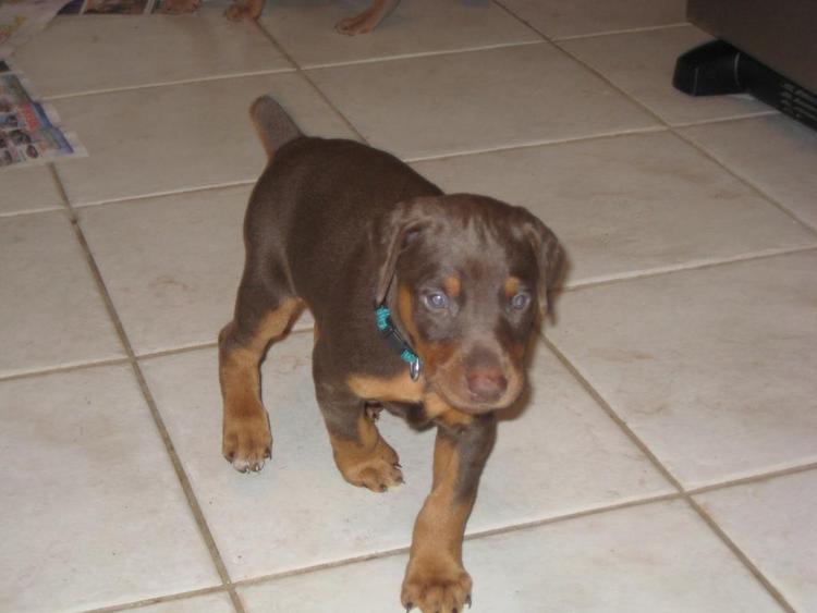 reds and fawns doberman puppies