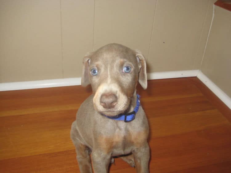 fawn and rust male doberman puppy