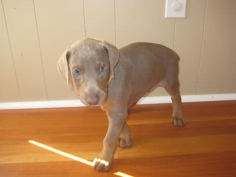 fawn and rust male doberman puppy