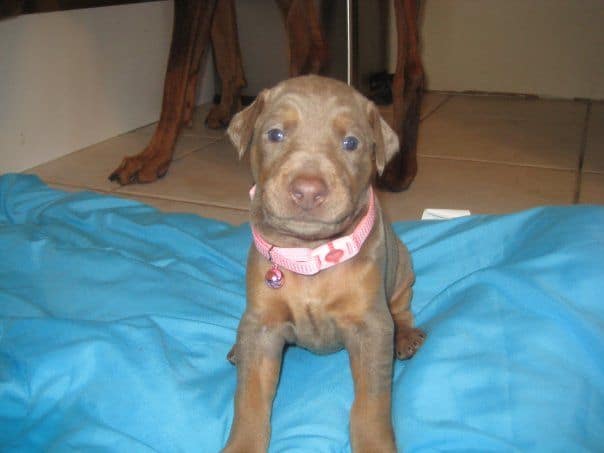 reds and fawns doberman puppies