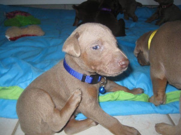 reds and fawns doberman puppies