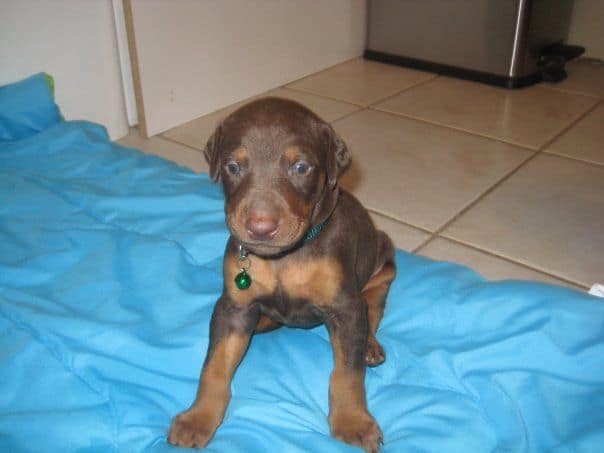 reds and fawns doberman puppies