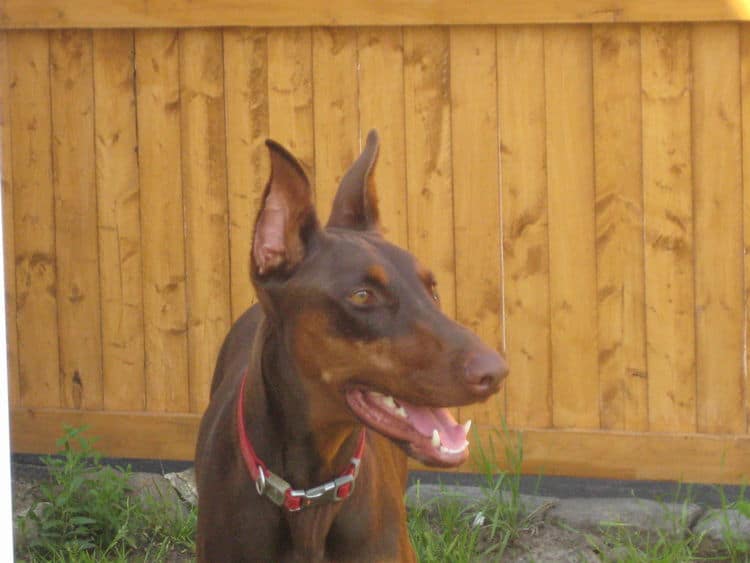 red and rust doberman female