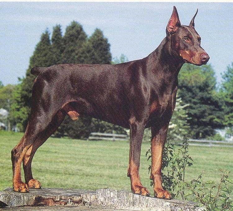 Doberman Ear Crop Example