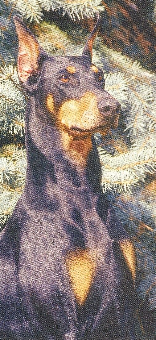 Doberman Ear Crop Sample