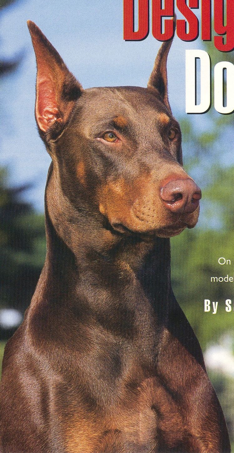 Doberman Ear Cropping