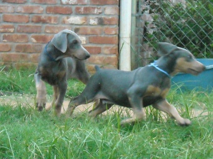 blue male doberman puppy