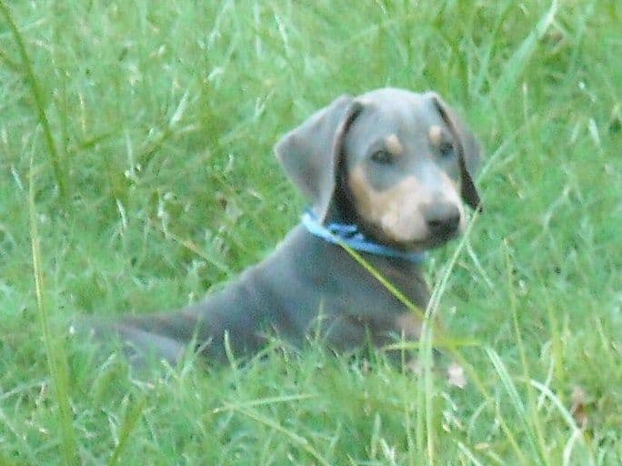 blue male doberman puppy