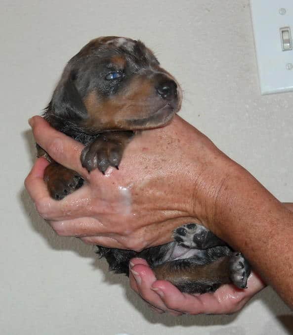 bathing doberman pups