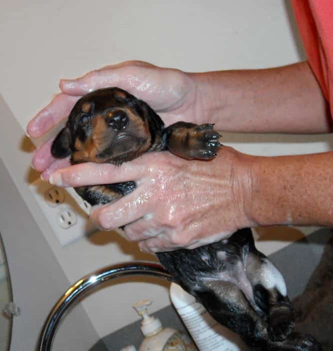 bathing doberman pups