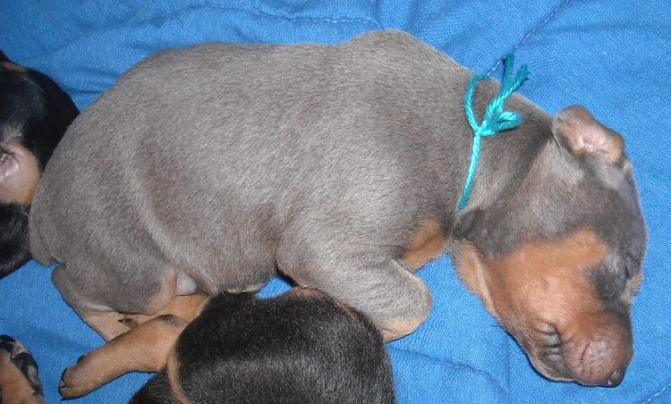 Blue and rust male doberman puppy