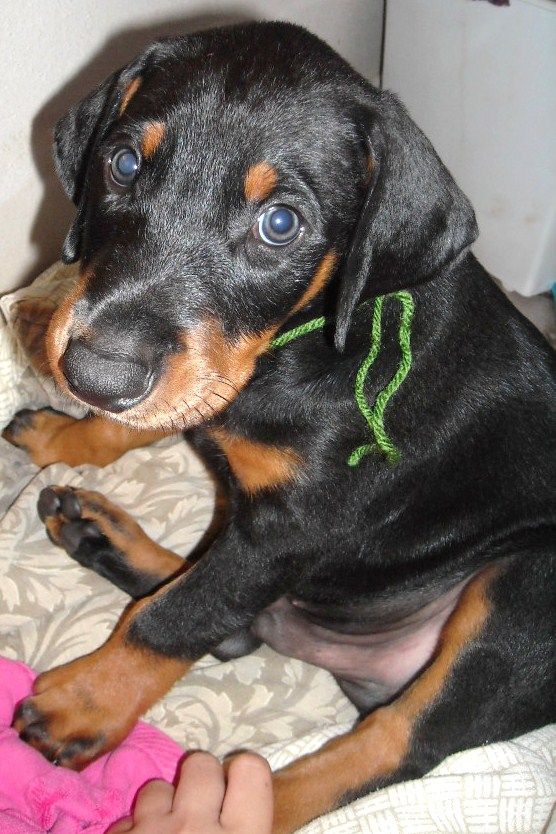 6 week boy doberman puppy