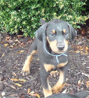 6 week boy doberman puppy