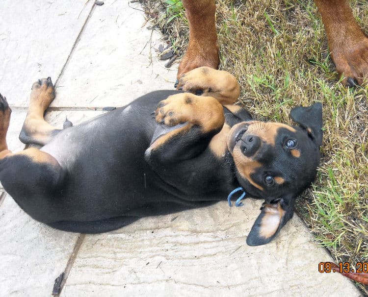 6 week boy doberman puppy