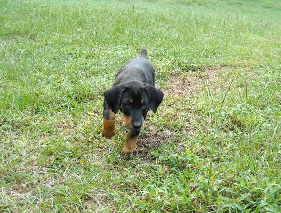 8 week boy doberman puppy