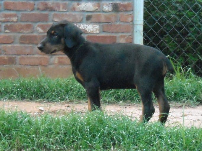 8 week boy doberman puppy