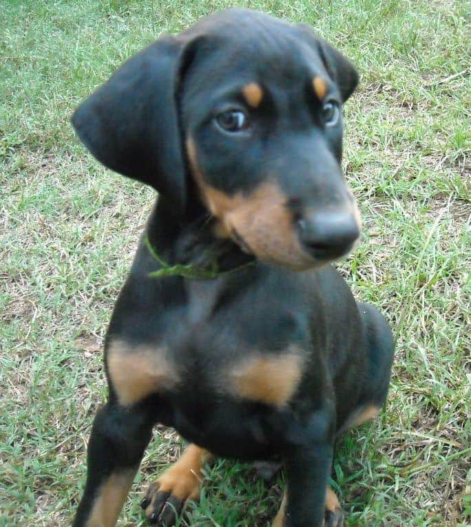 8 week boy doberman puppy